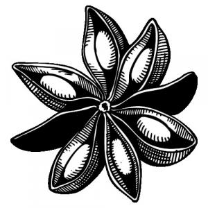 Large image of Anise Star Pure Essential Oil