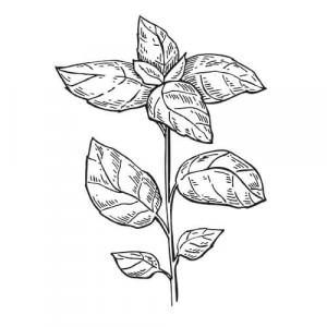 Large image of Basil Pure Essential Oil