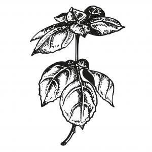 Large image of Bay West Indian Pure Essential Oil