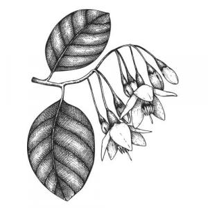 Large image of Benzoin Resinoid Pure Essential Oil