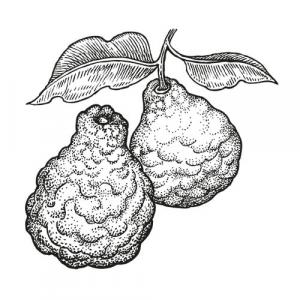 Large image of Bergamot Pure Essential Oil
