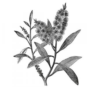 Large image of Cajeput Pure Essential Oil