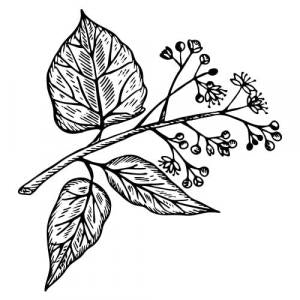 Large image of Camphor Pure Essential Oil