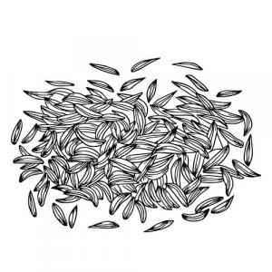 Large image of Carrot Seed Pure Essential Oil