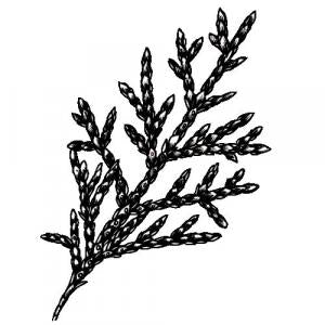 Large image of Cedarwood Atlas Pure Essential Oil