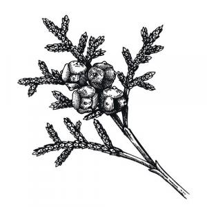 Large image of Cedarwood Virginian Pure Essential Oil