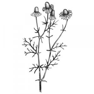 Large image of Chamomile German Blue Pure Essential Oil