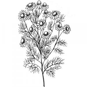 Large image of Chamomile Moroccan Pure Essential Oil