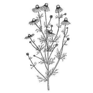 Large image of Chamomile Roman Pure Essential Oil