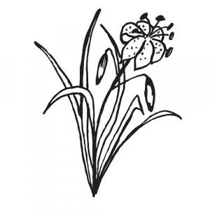 Large image of Citronella Pure Essential Oil