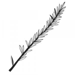 Large image of Clary Sage Pure Essential Oil