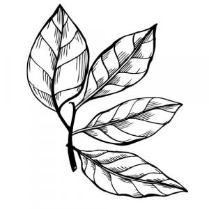 Large image of Clove Leaf Pure Essential Oil