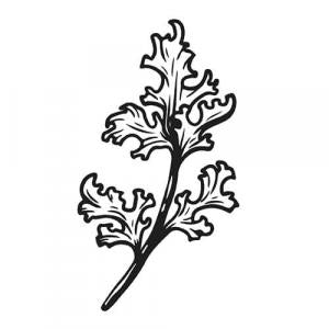 Large image of Coriander Pure Essential Oil