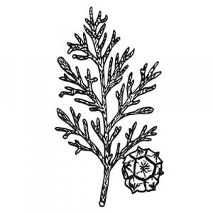 Large image of Cypress Pure Essential Oil