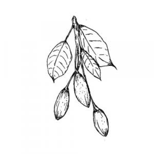 Large image of Elemi Pure Essential Oil