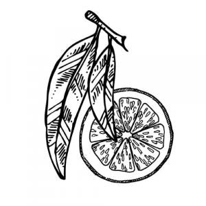 Large image of Eucalyptus Lemon Pure Essential Oil