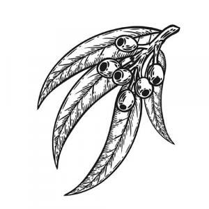 Large image of Eucalyptus Pure Essential Oil