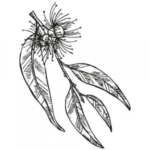Large image of Eucalyptus Radiata Pure Essential Oil
