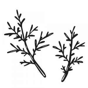 Large image of Fennel Sweet Pure Essential Oil