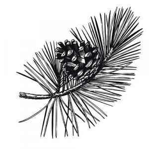 Large image of Fir Needle Pure Essential Oil