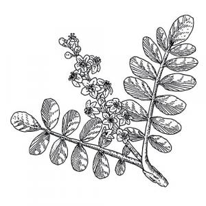 Large image of Frankincense Pure Essential Oil