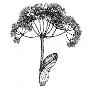 Large image of Galbanum Pure Essential Oil