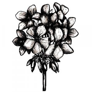 Large image of Geranium Pure Essential Oil