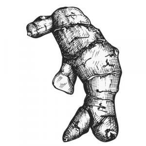 Large image of Ginger Pure Essential Oil