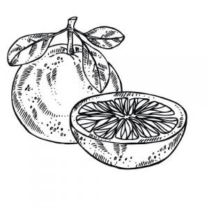 Large image of Grapefruit Pink Pure Essential Oil