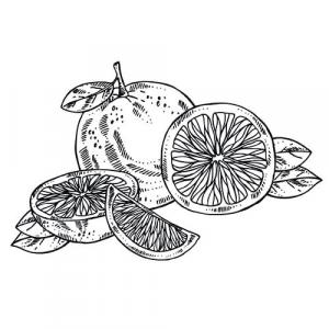 Large image of Grapefruit Pure Essential Oil