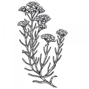Large image of Helichrysum Pure Essential Oil