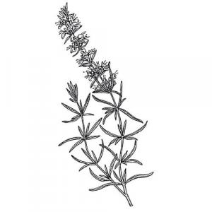 Large image of Hyssop Pure Essential Oil