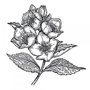 Large image of Jasmin Pure Essential Oil