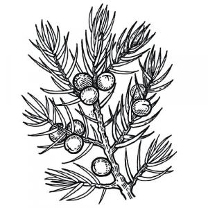 Large image of Juniperberry Pure Essential Oil