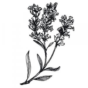 Large image of Lavandin Sumian Pure Essential Oil