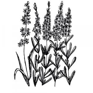 Large image of Lavender Bulgarian Pure Essential Oil