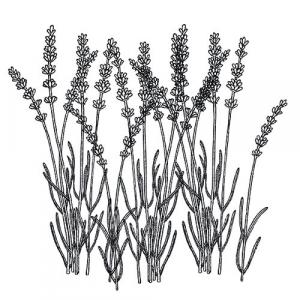 Large image of Lavender Absolute Pure Essential Oil