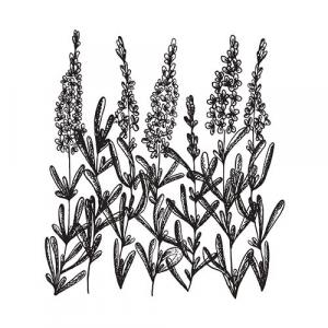 Large image of Lavender Spike Pure Essential Oil