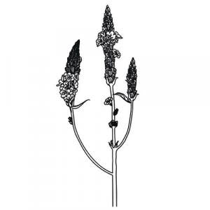 Large image of Lemon Verbena Pure Essential Oil