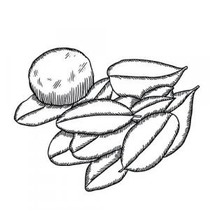 Large image of Lime Pure Essential Oil