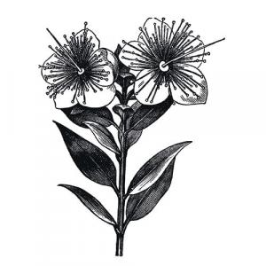 Large image of Manuka Pure Essential Oil