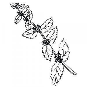 Large image of Melissa True Pure Essential Oil