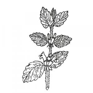 Large image of Melissa Blend Essential Oil