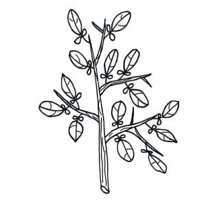 Large image of Myrrh Pure Essential Oil