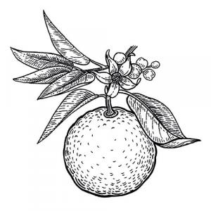 Large image of Orange Sweet Pure Essential Oil