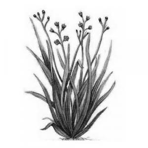 Large image of Palmarosa Pure Essential Oil