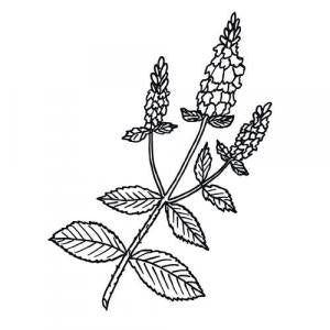 Large image of Peppermint Pure Essential Oil