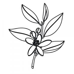 Large image of Petitgrain Pure Essential Oil