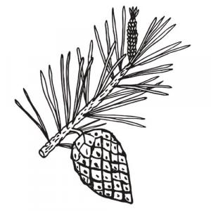 Large image of Pine Needle Pure Essential Oil