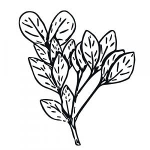 Large image of Ravensara Pure Essential Oil